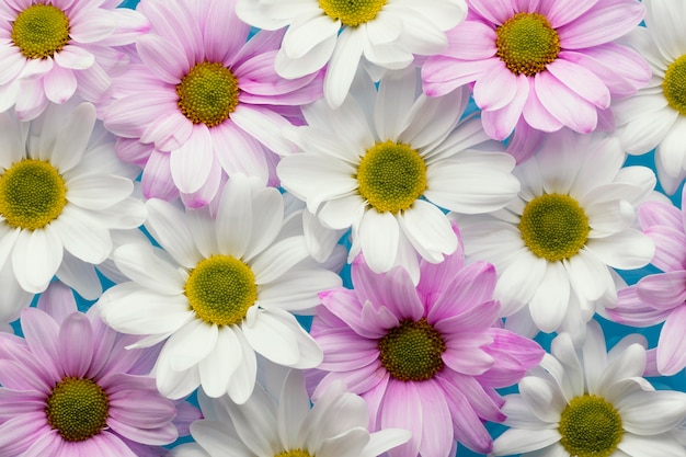 Foto grátis camada plana de margaridas coloridas da primavera