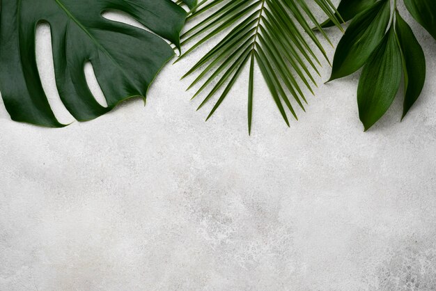 Camada plana de monstera e outras folhas