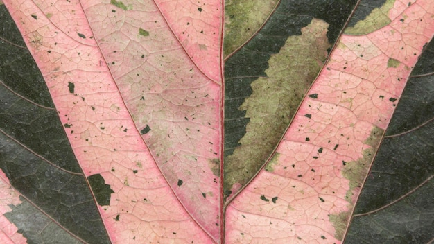 Foto grátis camada plana de padrão colorido de folhas de outono