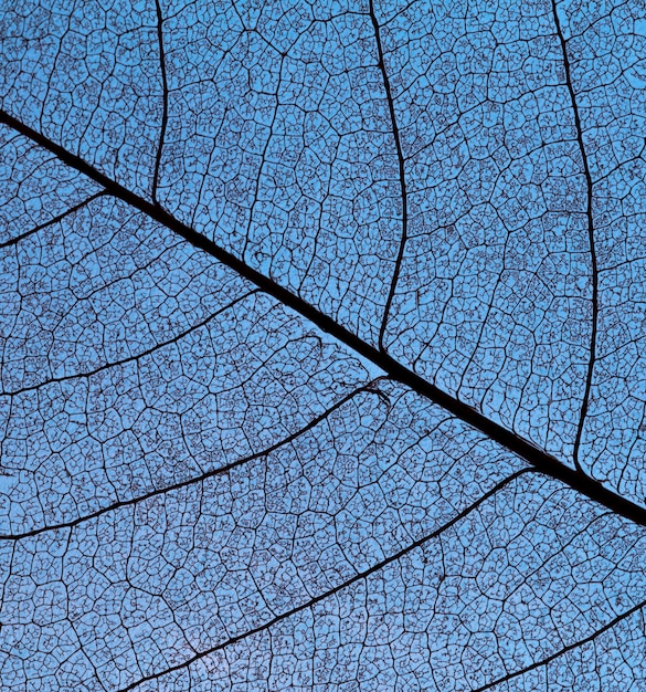 Foto grátis camada plana de textura de folha transparente