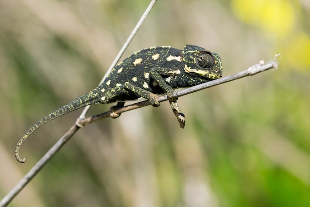 Camaleão bebê equilibrando em um galho de erva-doce.