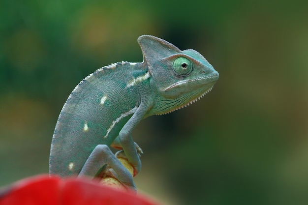 Foto grátis camaleão velado pronto para capturar inseto animal closeup camaleão velado em flor vermelha