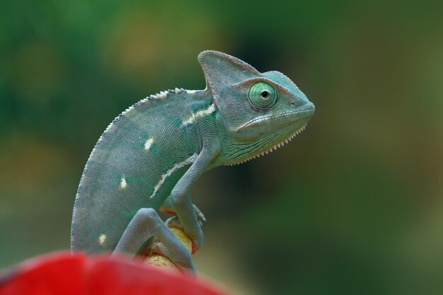 Camaleão velado pronto para capturar inseto animal closeup camaleão velado em flor vermelha