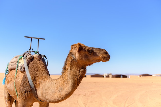 Camelo andando no deserto do Saara em Marrocos