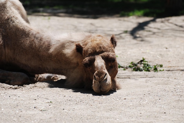 Foto grátis camelo dormindo e se aquecendo ao sol