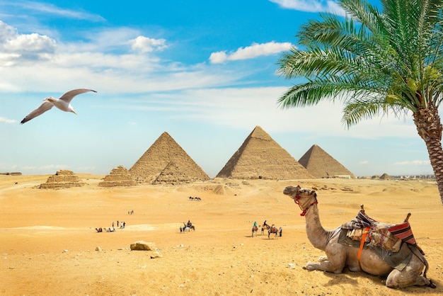 Camelo e pássaro sobre pirâmides egípcias arruinadas
