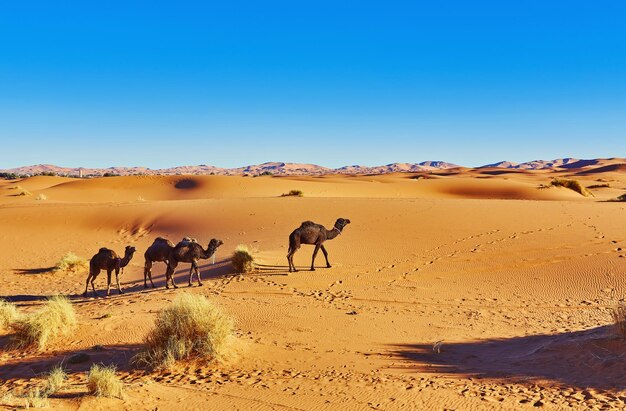 Camelo no deserto do Saara em Marrocos