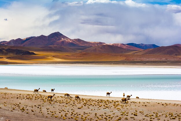 Camelos pastando nas margens da lagoa Tuyajto, na América do Sul