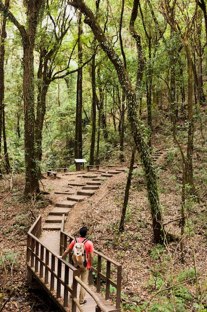 Caminhante em um caminho de madeira na floresta