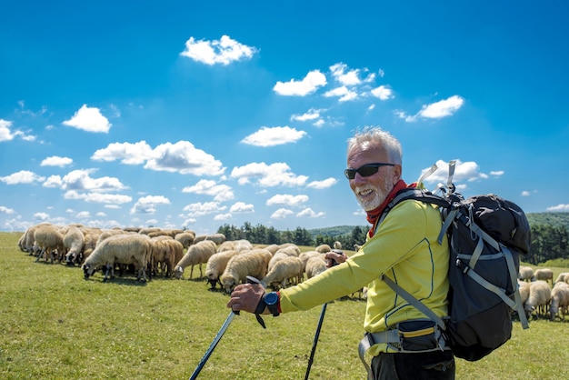 Caminhante idoso sorrindo em um pasto com ovelhas