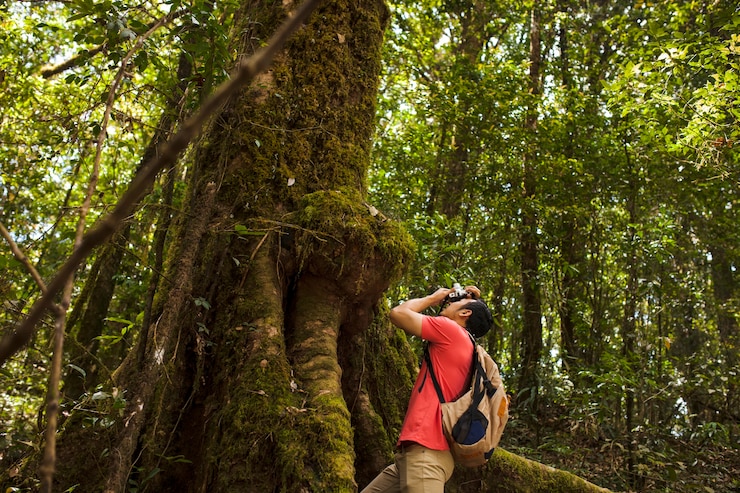 Foto grátis caminhante que toma uma foto de uma árvore enorme
