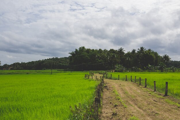 Caminho através de um campo verde