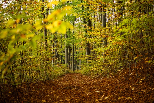 Caminho coberto de folhas marrons no meio de uma floresta com árvores verdes