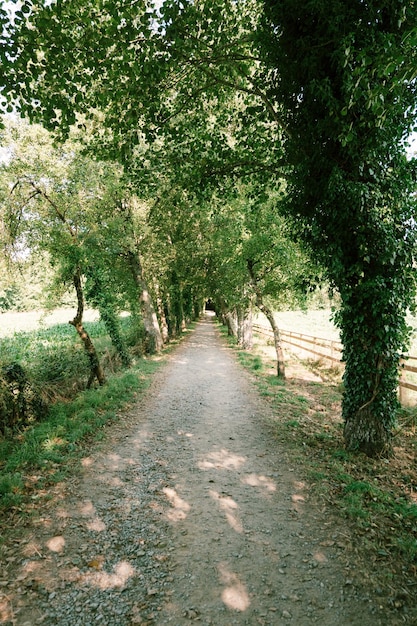 Foto grátis caminho da floresta com luz entre as árvores