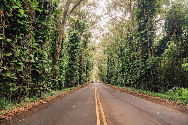 Caminho de beco na floresta de bambu