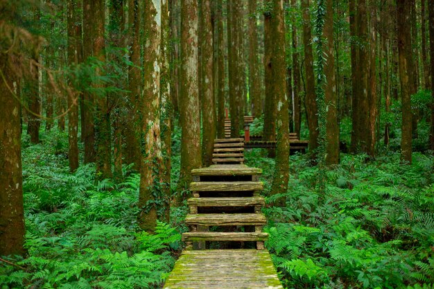 Caminho de madeira na floresta para os alpinistas caminharem com segurança