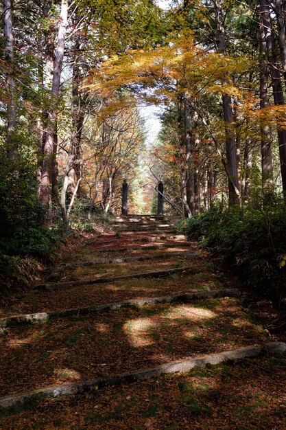 Caminho em uma floresta cercada por árvores cobertas de folhas coloridas no outono