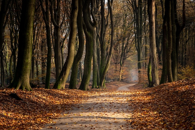 Caminho em uma floresta cercada por árvores e folhas durante o outono