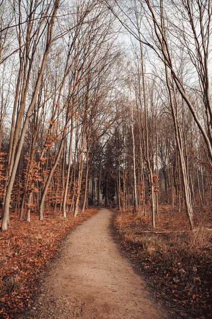 Caminho em uma floresta cercada por folhas e árvores sob um céu nublado