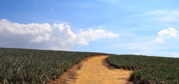 Caminho entre campos de plantas de abacaxi em um dia nublado