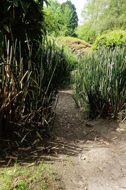 Caminho estreito cercado por grama e árvores