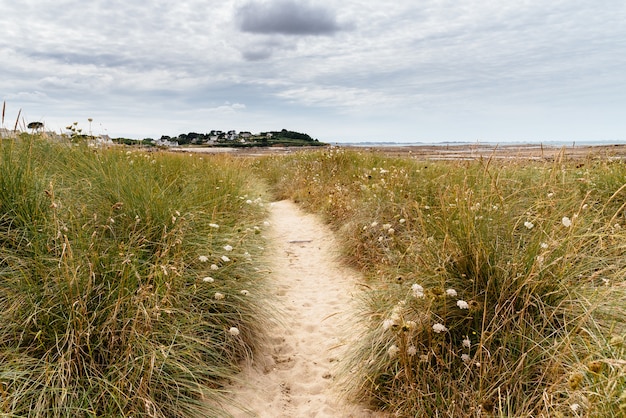 Caminho estreito de areia no campo com flores silvestres