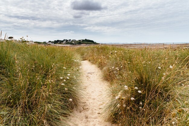 Caminho estreito de areia no campo com flores silvestres