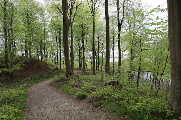 Caminho estreito em uma floresta cercada por belas árvores em uma floresta em Hindsgavl, Middelfart