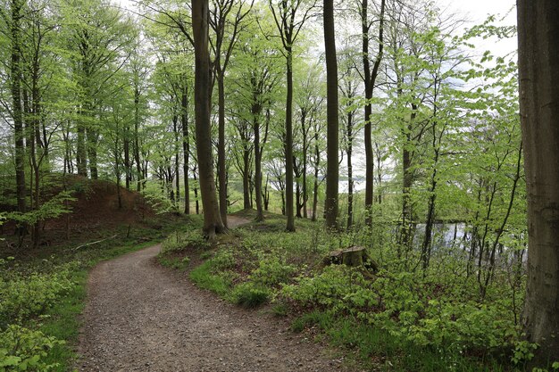 Caminho estreito em uma floresta cercada por belas árvores em uma floresta em Hindsgavl, Middelfart