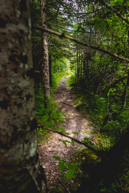Caminho estreito em uma floresta com árvores grossas e vegetação