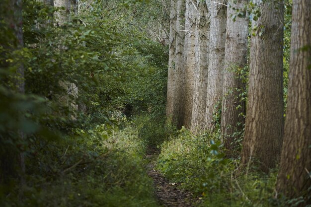 Caminho estreito no meio de árvores e plantas verdes na selva