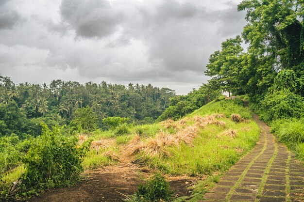 Caminho forrado de grama com uma bela vista de uma floresta de montanha em um dia nublado