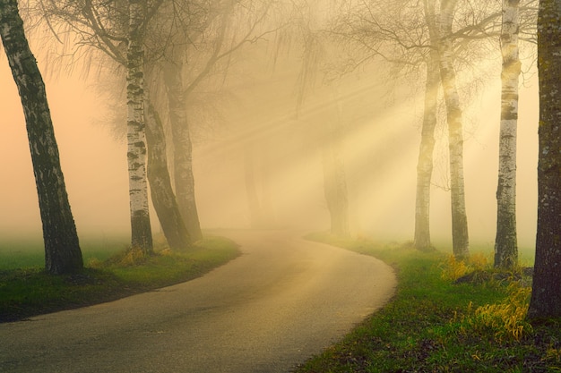 Foto grátis caminho na floresta enevoada