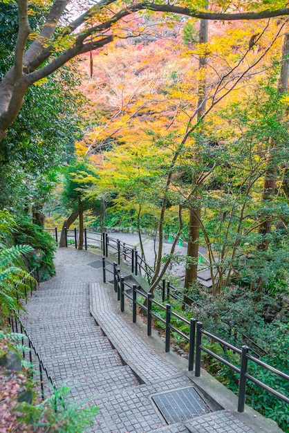 Caminho na floresta.