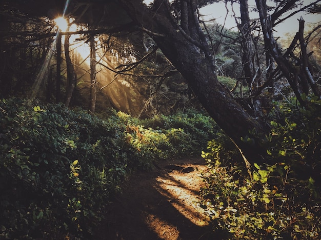 Caminho no meio da floresta com o sol brilhando através de árvores