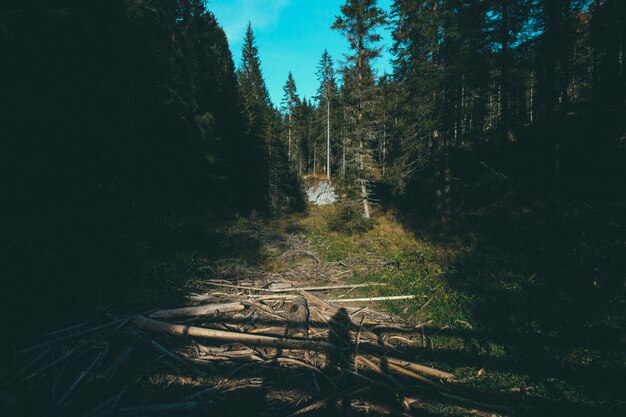 Caminho no meio de árvores altas na floresta em um dia ensolarado