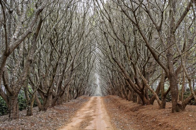 Caminho no meio de árvores sem folhas