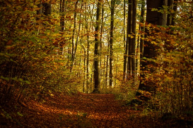 Caminho no meio de uma floresta com árvores de folhas amarelas e marrons durante o dia