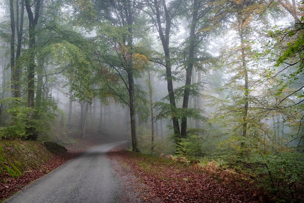 Caminho no meio de uma floresta de árvores coberta de nevoeiro