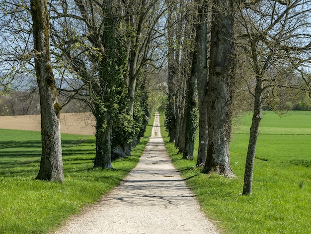 Caminho no meio do parque cercado por árvores altas