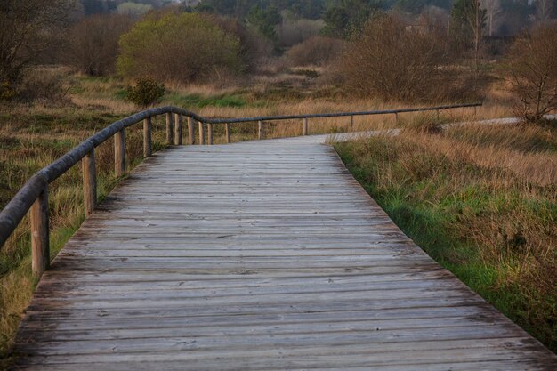 Caminho para a floresta