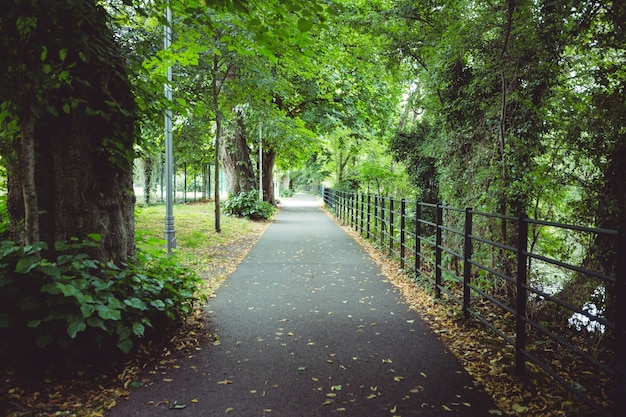 Caminho passando através da floresta