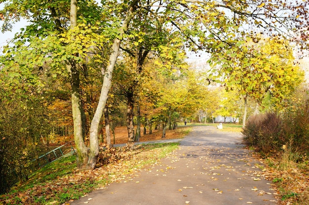 Caminho sob árvores de outono em um parque
