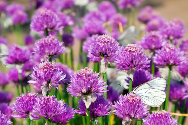 Campo Allium com borboletas