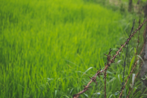 Foto grátis campo cercado com grama verde