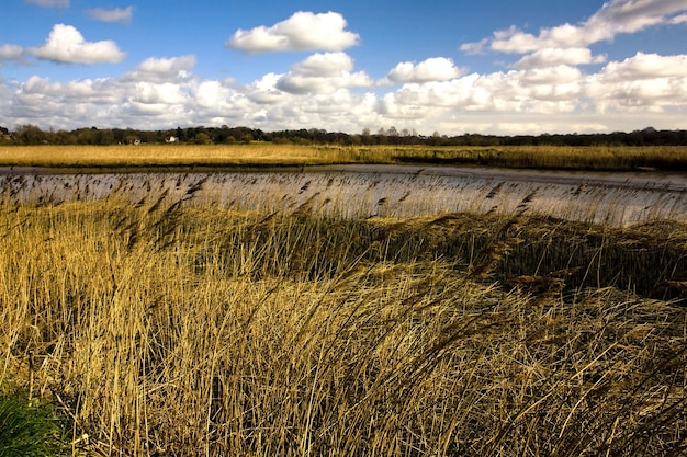 Campo coberto de grama cercado pelo rio Alde sob o sol no Reino Unido