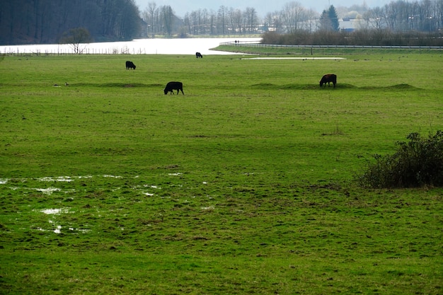 Campo coberto de vegetação cercado por vacas pastando sob a luz do sol durante o dia