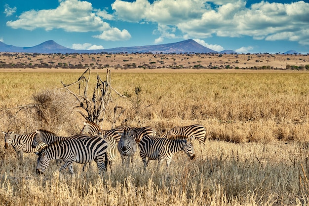 Campo coberto de vegetação cercado por zebras sob a luz do sol e um céu azul