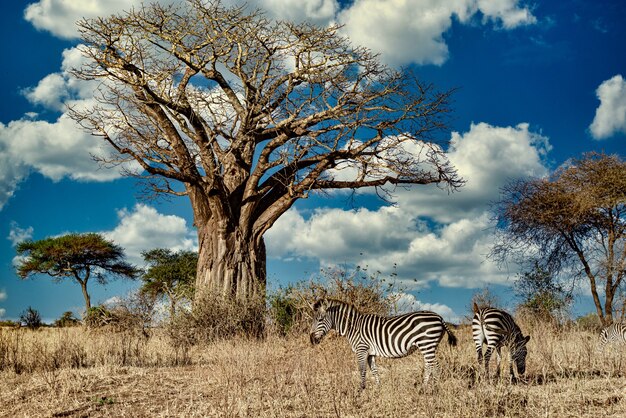 Campo coberto de vegetação cercado por zebras sob a luz do sol e um céu azul