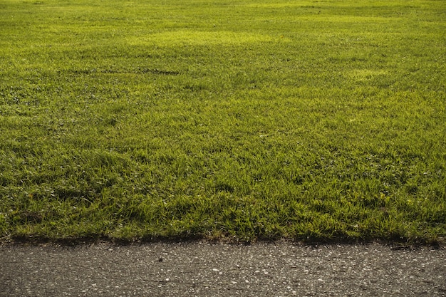 Campo coberto de vegetação perto de uma estrada sob a luz solar